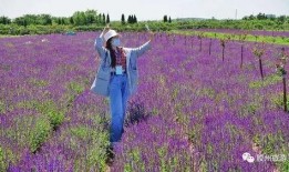 胶州有哪些爆料新闻网站,聚焦热点，洞察民生